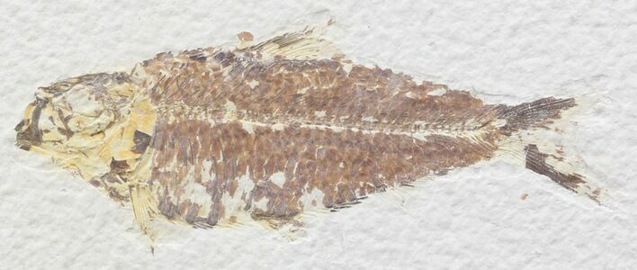 Bargain Knightia Fossil Fish - Wyoming #39667